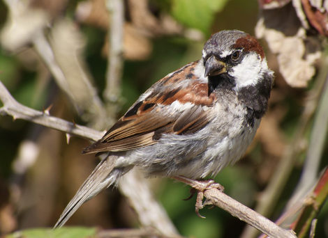 House sparrow. Image: Wikimedia Commons